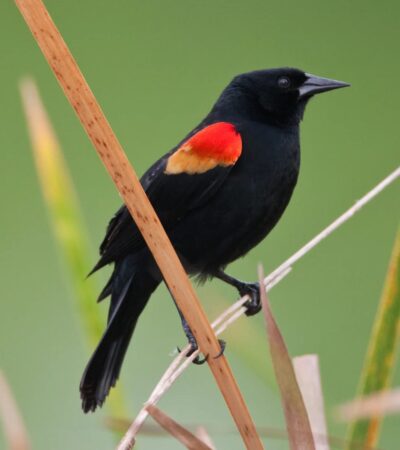 4FB94754-74F2-4D19-993B-E5BC414AA56E_1_102_o